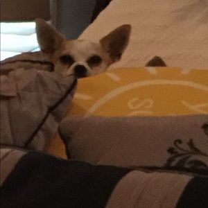 Meet your Posher, Riley